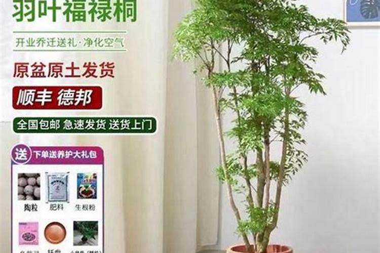 绿意盎然：掌握香菜种植的技巧与方法？