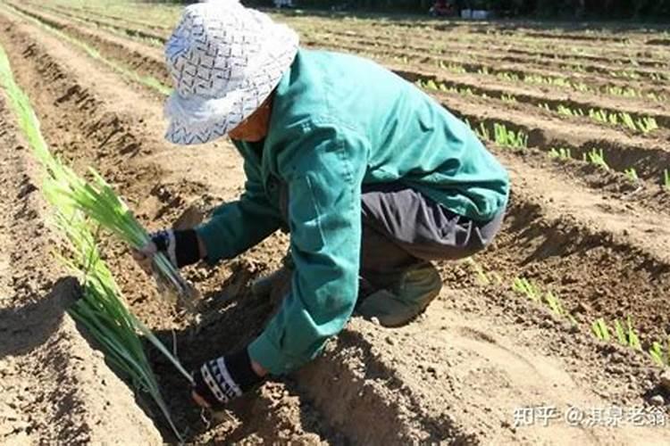 防治蔬菜死苗有对策