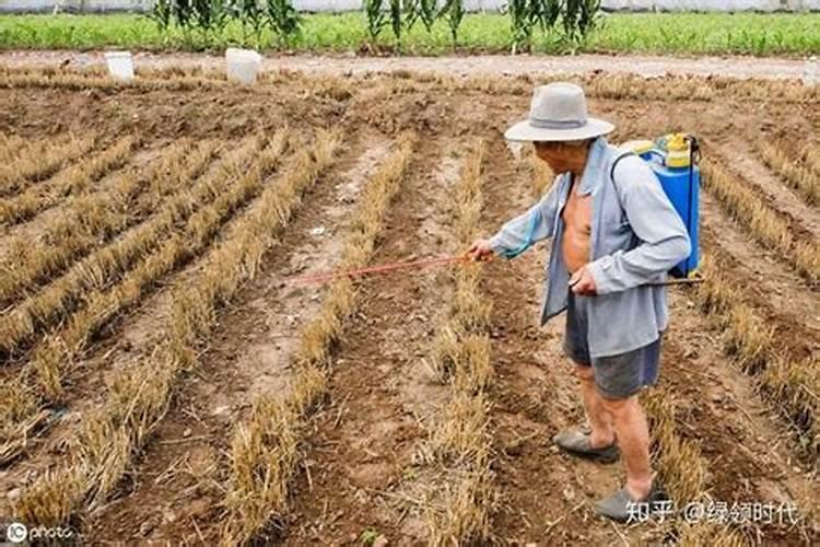 田野之痛：探究除草剂药害的根源