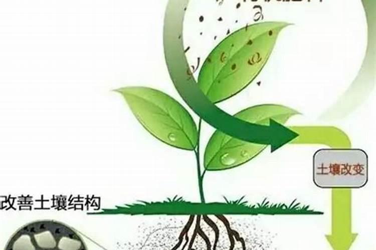 激活土壤生命力：高效利用生物有机肥料的策略