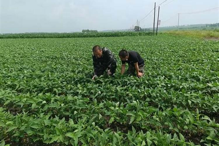 掌握双青豆高效种植与收获技术，迈向绿色农业未来