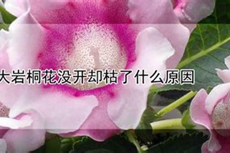 大岩桐花没开却枯了什么原因？