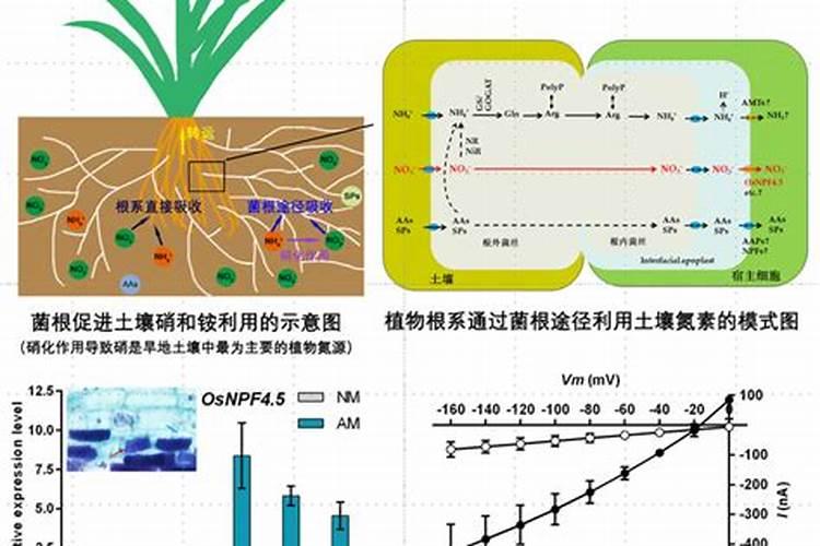 磷肥、钾肥、微量元素对小麦品质有什么影响？