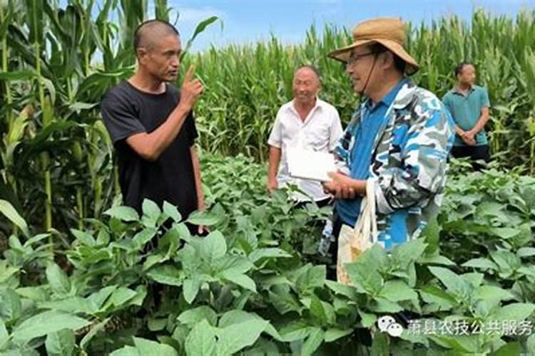 红小豆主要病虫害的发生与防治技术