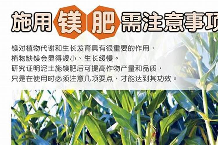 掌握关键：镁肥施用技巧与注意事项