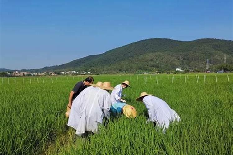 田间智慧：精准施药，花生丰收不再难