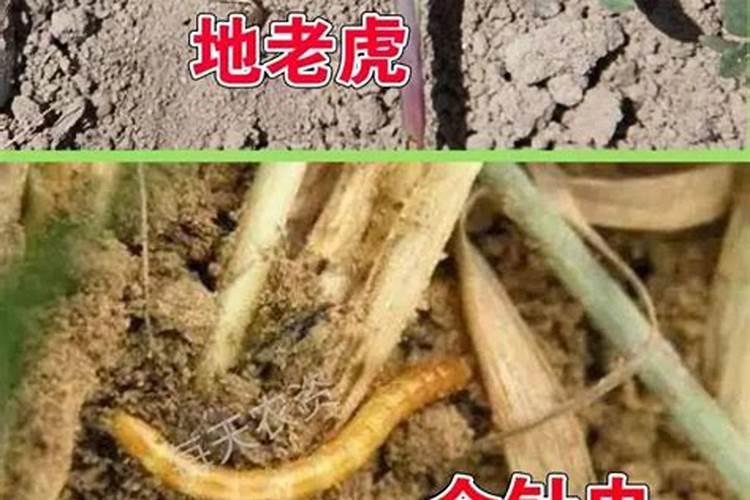 守护金黄宝藏：玉米地下害虫的药剂防治策略