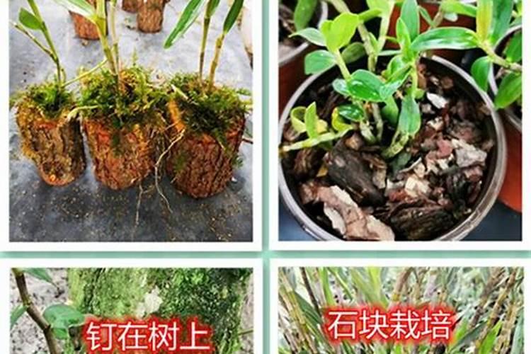 石斛种植施肥秘籍：迈向健康生长的关键步骤