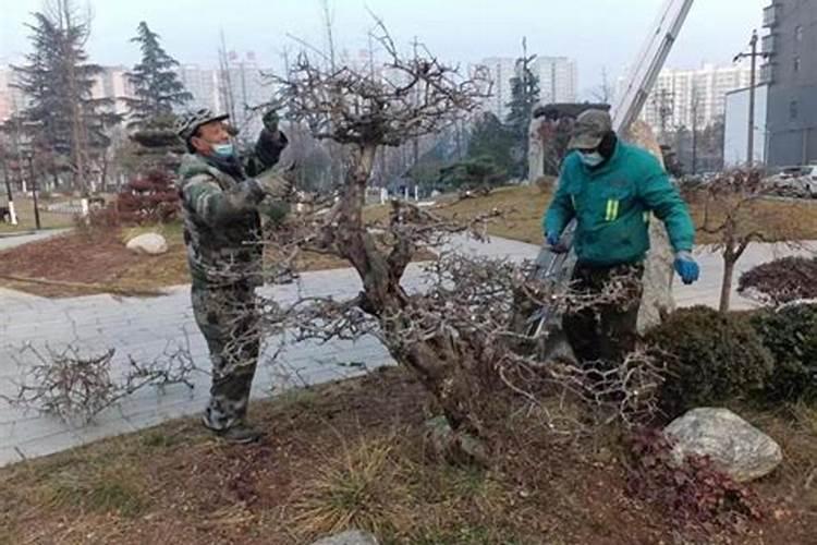 冬季花木修剪的艺术：掌握要点，迎接春季的绽放