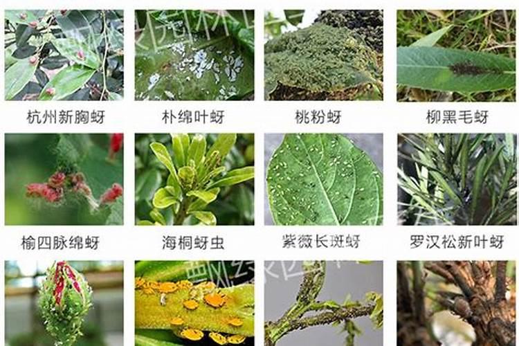 绿色守护：药用植物常见虫害防治的智慧之道