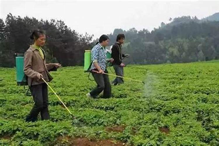 绿色守护：药用植物常见虫害防治的智慧之道