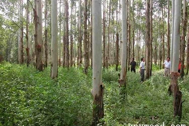 桉树高效种植指南：坡度控制与管理