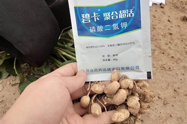 花生高产的秘诀：选择与使用叶面肥的智慧