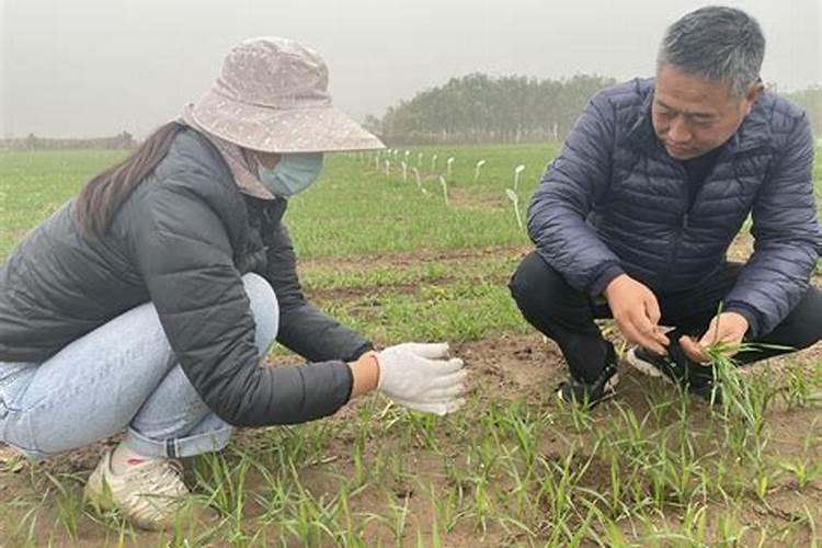 冬季小麦田间管理有哪些？