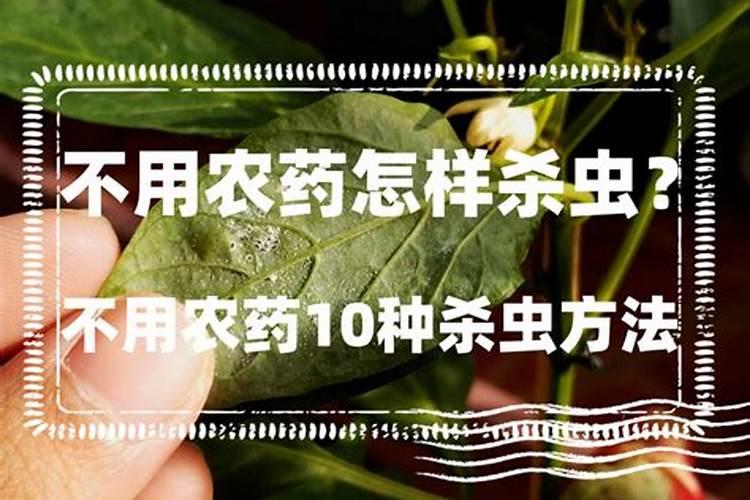 绿色守护：三种不用农药的生态杀虫策略