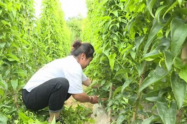 山药田地怎样除草，山药田地除草方法？