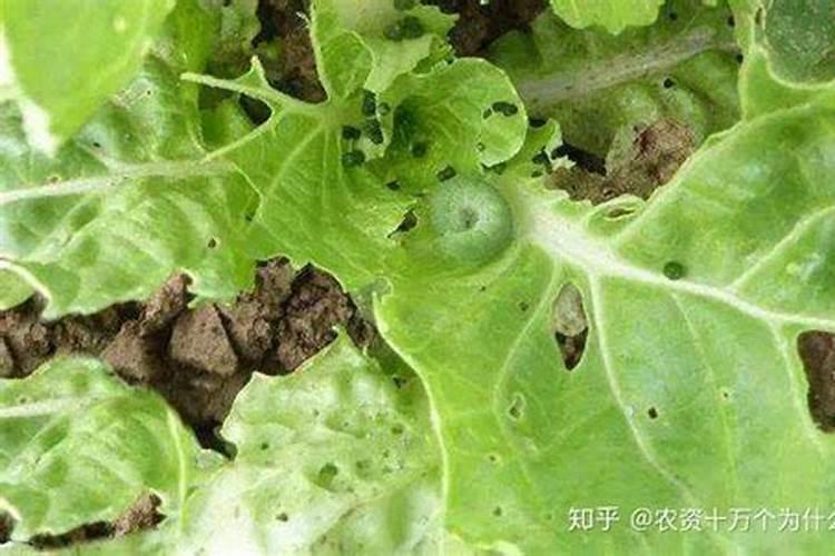 绿色守护：科学防控大白菜菜青虫的策略与药剂选择