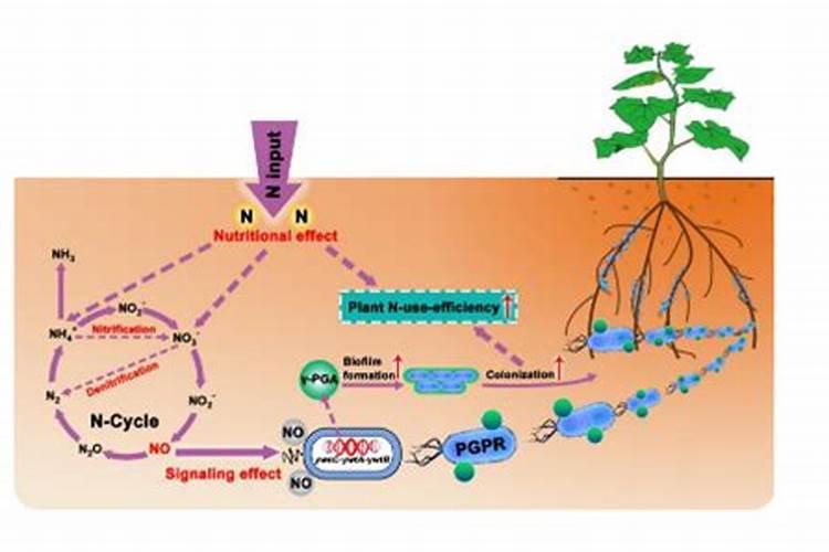 微生物肥料的正确保存与使用：确保农业可持续发展的关键