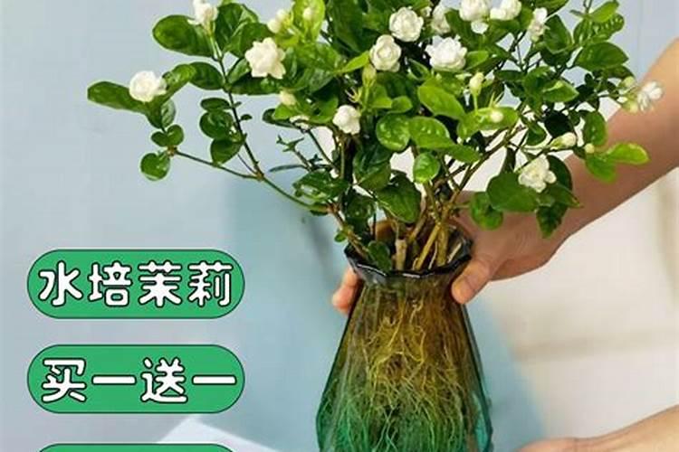 哪些花草需要水培生根肥水？