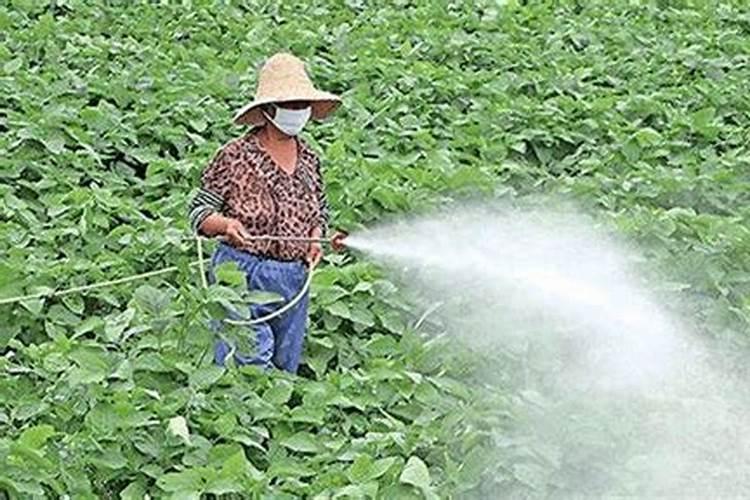 夏季喷施农药的智慧：高温多雨天气的九大注意点？