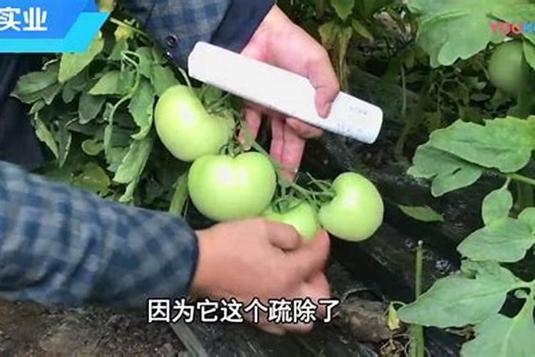 瓜菜施肥需注意哪些问题？瓜菜如何施肥才能增产？