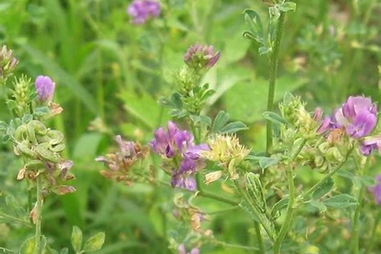 紫花苜蓿秋冬季虫害防治措施