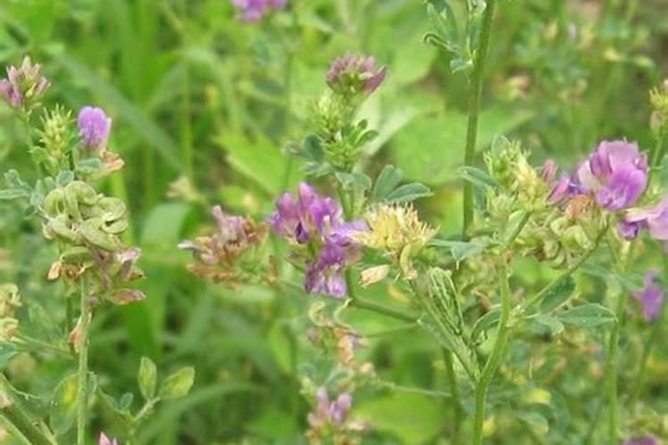 紫花苜蓿秋冬季虫害防治措施