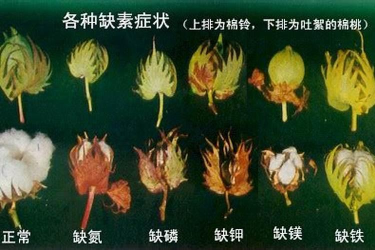 棉花为何补了钾还缺钾？