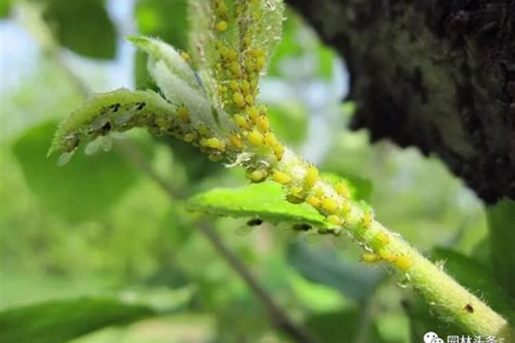 守护果园：苹果树病虫害防治的科学策略