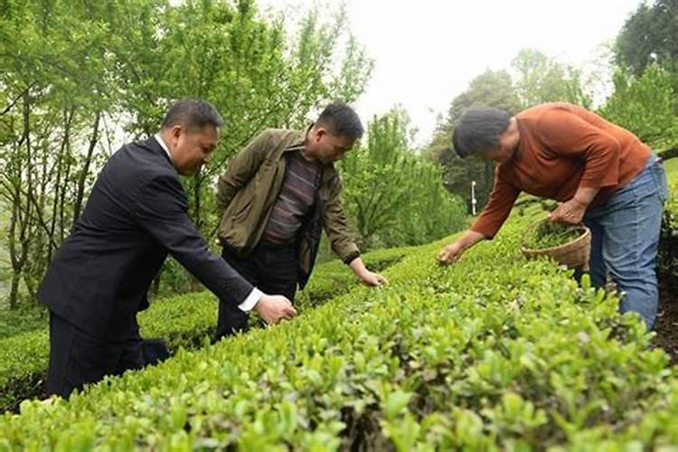 战胜春寒：守护茶园的科学之道