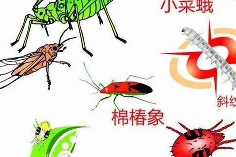 警惕！生物农药应用中的盲区与注意事项