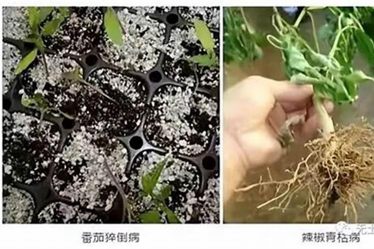 守护绿茵：棚菜土传病害与防治技术全解析