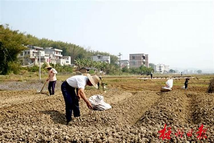 田间地头的警钟：农民用药误区多？