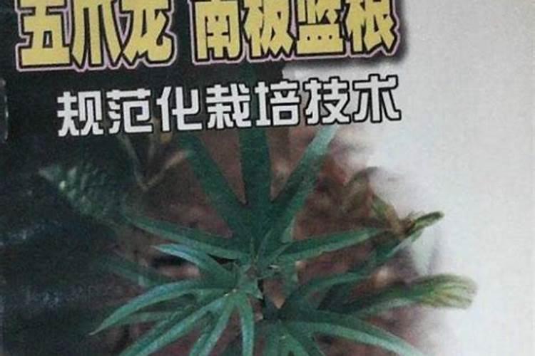 五爪龙的种植技术