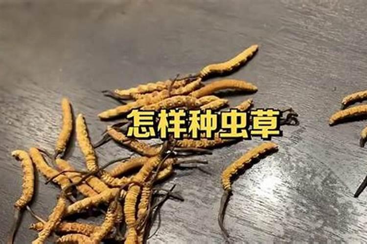 高前景虫草怎么种植？