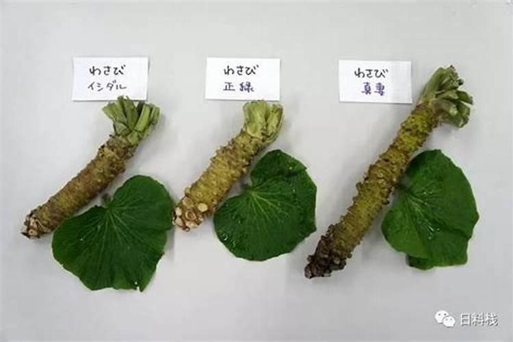 山葵种植的艺术与科学：掌握关键注意事项