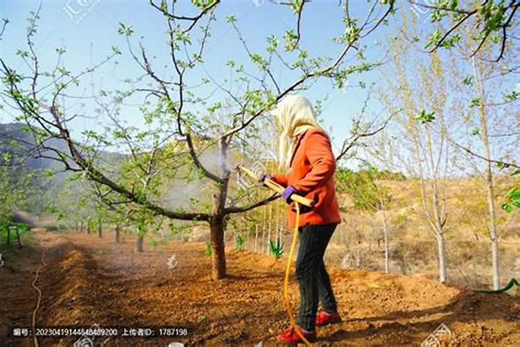 打药先兑叶面肥还是农药水好？