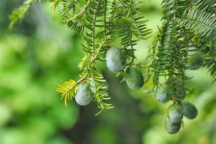 香榧的生物学特性及节本速生栽培技术