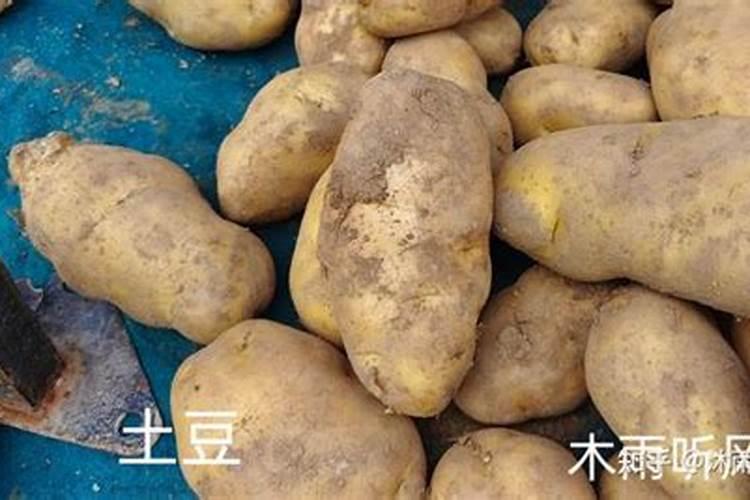 土豆钾肥几天吸收完？