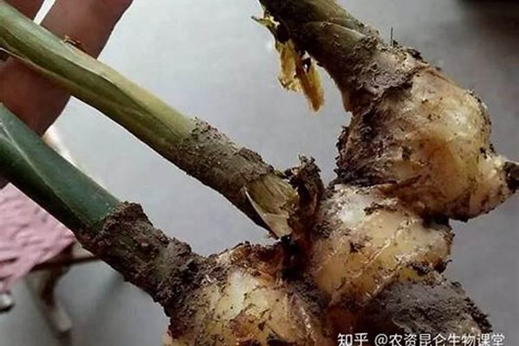 战胜姜茎基腐病：有效防治策略详解