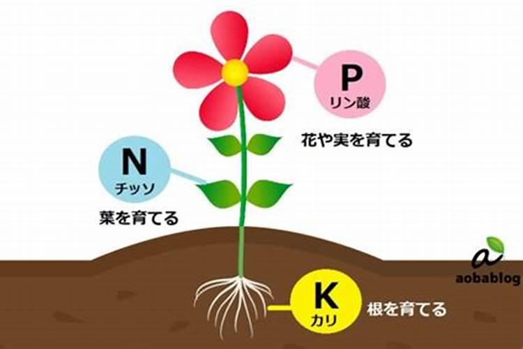 NPK三种化肥的作用分别都是什么？