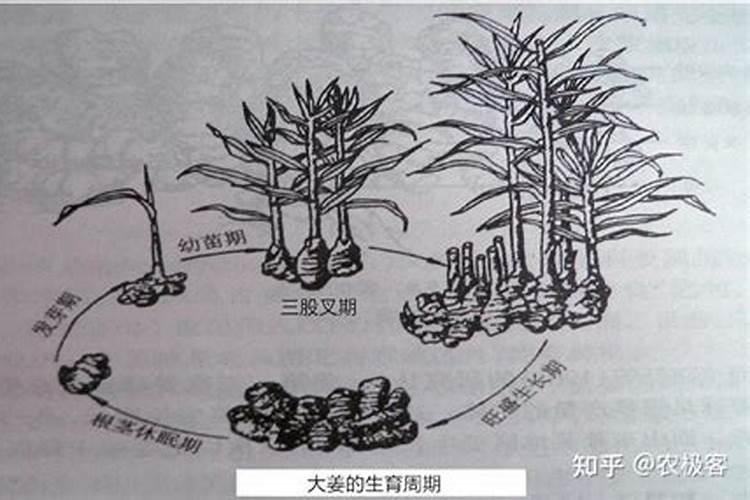 生姜在生长期主要有哪些病虫害？