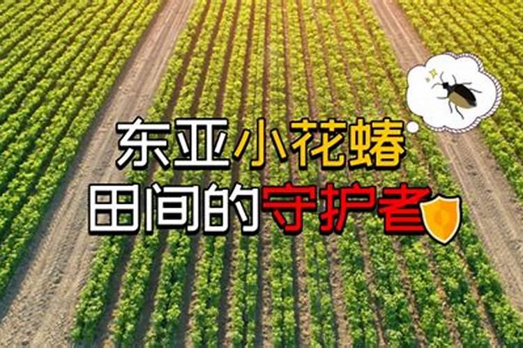 田间守护者：西瓜药害防治全攻略