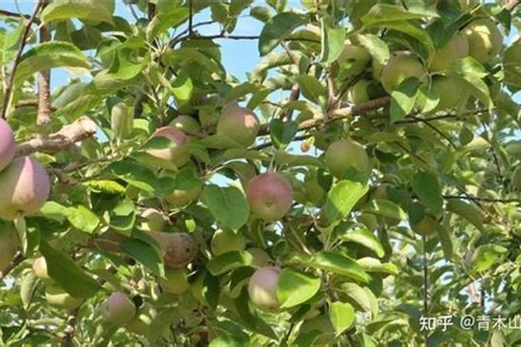 苹果萌芽期是什么时候？萌芽期应该如何施肥？