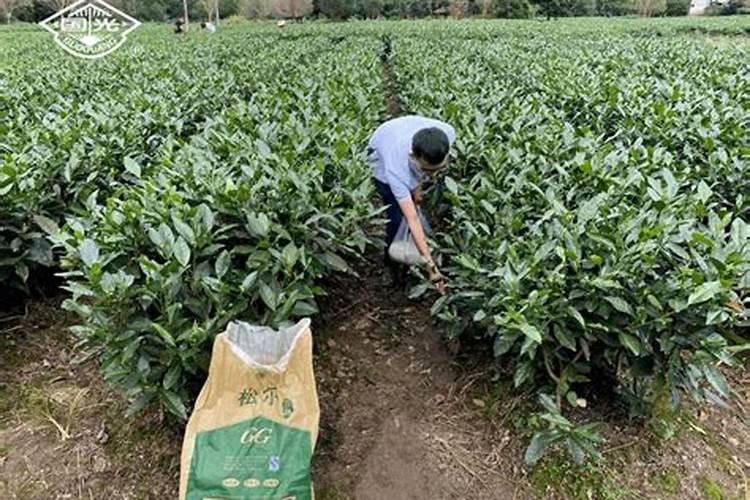 油茶林用什么叶面肥好一点？