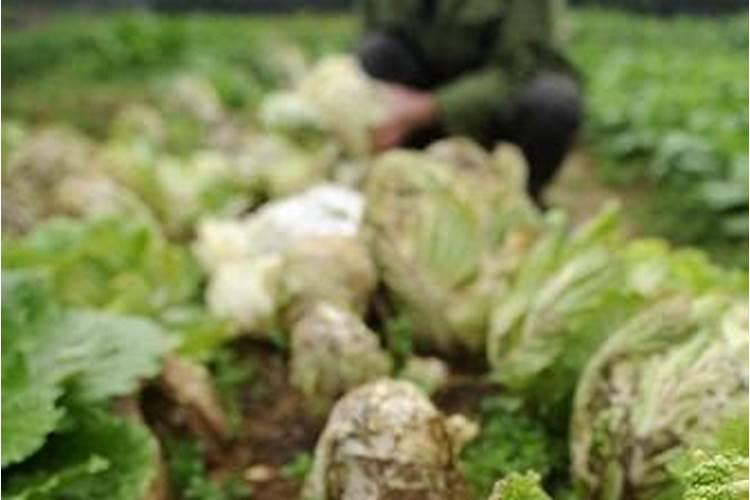 春寒料峭：应对低温阴雨天气的蔬菜管理策略