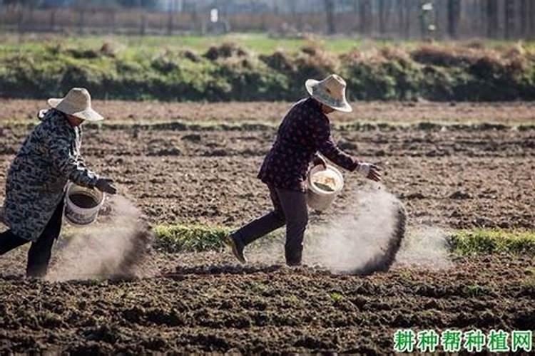 磷肥应早施还是晚施呢？