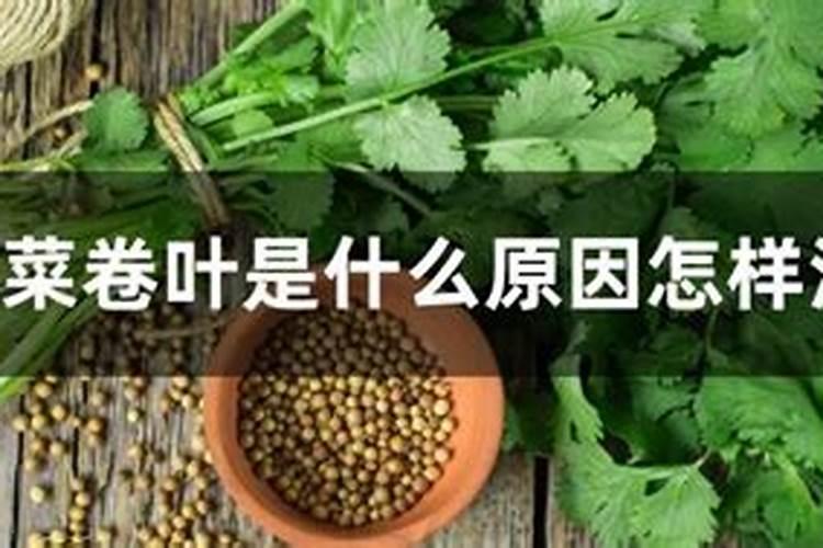 香菜卷叶是什么原因怎样治疗？