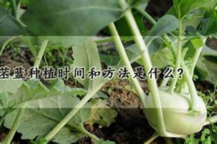 苤蓝的养殖方法和注意事项