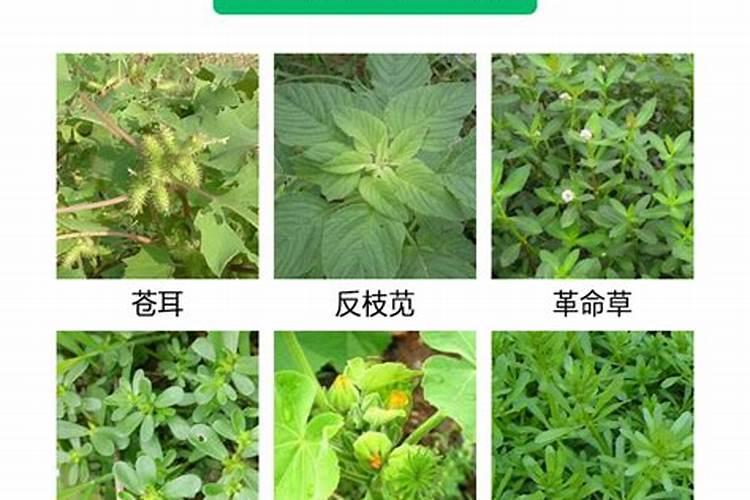 二甲四氯钠在玉米上怎么用,二甲四氯钠的使用范围